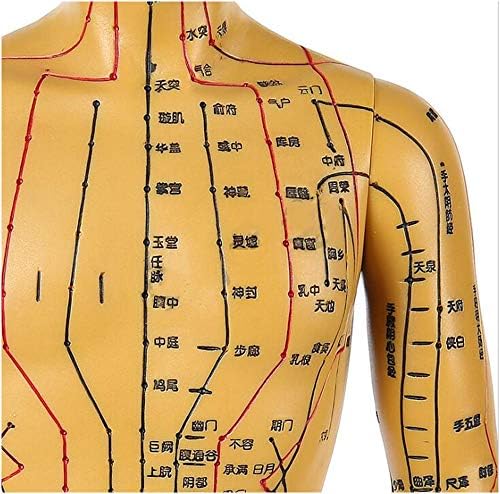 50 סמ זכר דיקור דגם - רפואה הסינית גוף מרידיאן נקודות דיקור דגם-אותיות רופא צלמית גוף דיקור נקודה-עבור מחקר הוראה