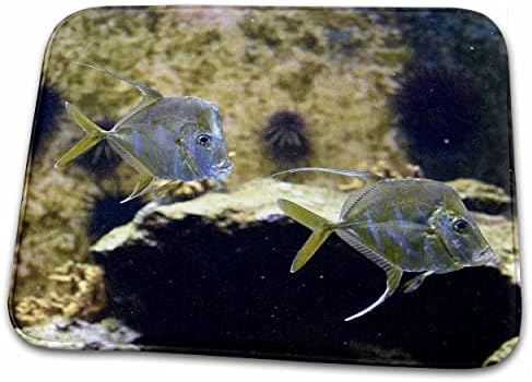 3 רוז סוזנס צוות גן החיות בעלי חיים-מבט למטה דגים שוחים באקווריום-מחצלות לייבוש כלים